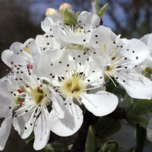 Photographie n°295504 du taxon Pyrus spinosa Forssk. [1775]