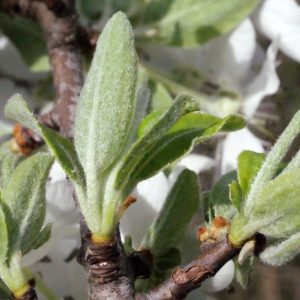 Photographie n°295506 du taxon Pyrus spinosa Forssk. [1775]