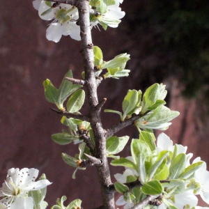 Photographie n°295507 du taxon Pyrus spinosa Forssk. [1775]