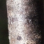  Liliane Roubaudi - Prunus mahaleb L. [1753]