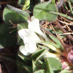 Photographie n°295530 du taxon Trifolium subterraneum L. [1753]