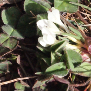 Photographie n°295531 du taxon Trifolium subterraneum L. [1753]