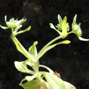 Photographie n°295541 du taxon Valerianella locusta (L.) Laterr. [1821]