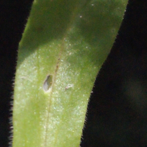 Photographie n°295545 du taxon Valerianella locusta (L.) Laterr. [1821]