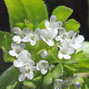 Photographie n°295549 du taxon Valerianella locusta (L.) Laterr. [1821]