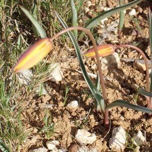 Photographie n°295560 du taxon Tulipa sylvestris subsp. australis (Link) Pamp. [1914]