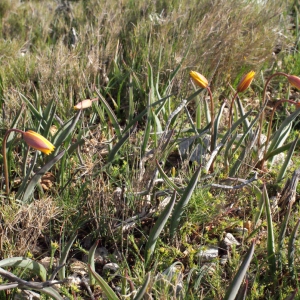 Photographie n°295563 du taxon Tulipa sylvestris subsp. australis (Link) Pamp. [1914]