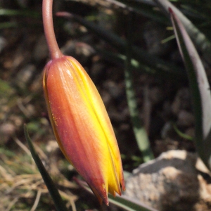 Photographie n°295564 du taxon Tulipa sylvestris subsp. australis (Link) Pamp. [1914]