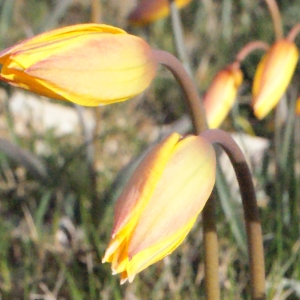 Photographie n°295569 du taxon Tulipa sylvestris subsp. australis (Link) Pamp. [1914]