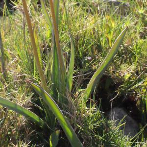 Photographie n°295570 du taxon Tulipa sylvestris subsp. australis (Link) Pamp. [1914]