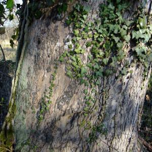 Photographie n°295600 du taxon Acer opalus Mill. [1768]