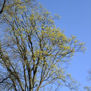 Photographie n°295603 du taxon Acer opalus Mill. [1768]