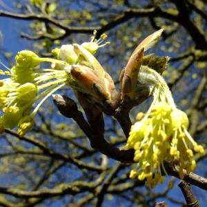 Photographie n°295605 du taxon Acer opalus Mill. [1768]