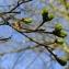  Yoan Martin - Acer platanoides L. [1753]