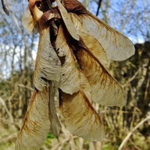 Photographie n°295630 du taxon Acer pseudoplatanus L. [1753]