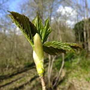 Photographie n°295631 du taxon Acer pseudoplatanus L. [1753]