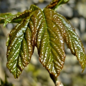 Photographie n°295633 du taxon Acer pseudoplatanus L. [1753]