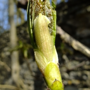 Photographie n°295634 du taxon Acer pseudoplatanus L. [1753]