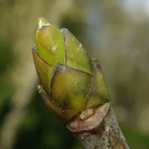  - Acer pseudoplatanus L. [1753]