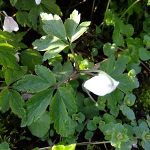 Photographie n°295638 du taxon Anemone nemorosa L. [1753]