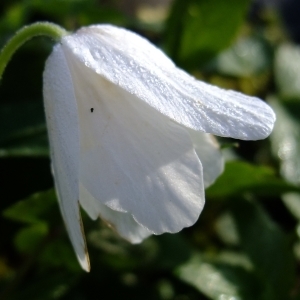 Photographie n°295641 du taxon Anemone nemorosa L. [1753]