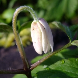 Photographie n°295643 du taxon Anemone nemorosa L. [1753]