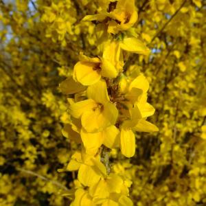 Photographie n°295651 du taxon Forsythia x intermedia Zabel [1885]