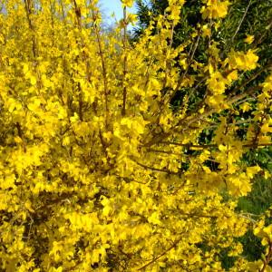 Photographie n°295655 du taxon Forsythia x intermedia Zabel [1885]