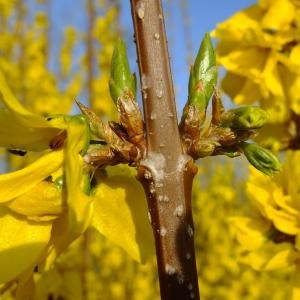 Photographie n°295656 du taxon Forsythia x intermedia Zabel [1885]