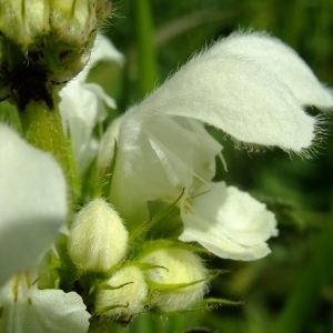 Photographie n°295658 du taxon Lamium album L.