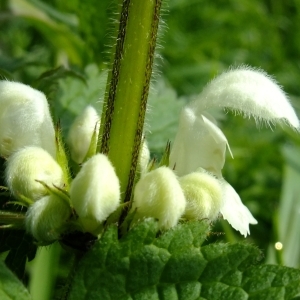 Photographie n°295662 du taxon Lamium album L.