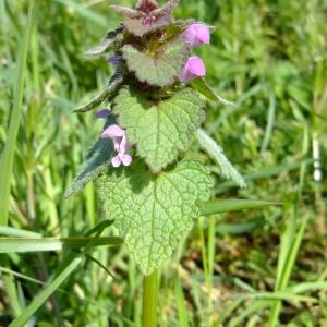 Photographie n°295666 du taxon Lamium purpureum L. [1753]