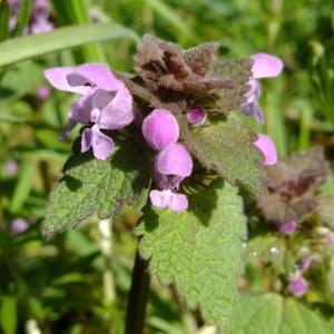 Photographie n°295671 du taxon Lamium purpureum L. [1753]