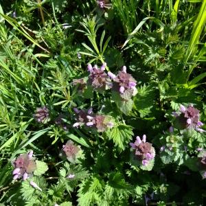 Photographie n°295672 du taxon Lamium purpureum L. [1753]