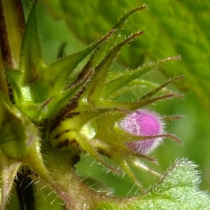 Photographie n°295678 du taxon Lamium purpureum L. [1753]