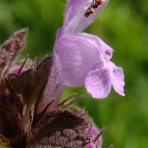 Photographie n°295679 du taxon Lamium purpureum L. [1753]