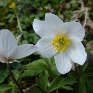 Photographie n°295822 du taxon Anemone nemorosa L. [1753]