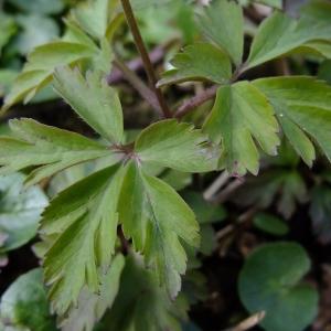 Photographie n°295823 du taxon Anemone nemorosa L. [1753]