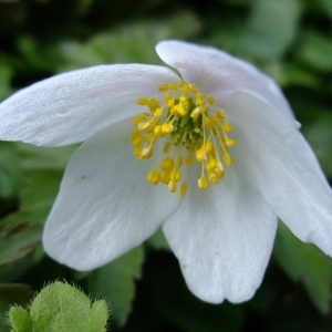 Photographie n°295824 du taxon Anemone nemorosa L. [1753]