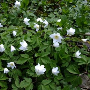 Photographie n°295825 du taxon Anemone nemorosa L. [1753]