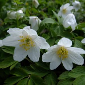 Photographie n°295826 du taxon Anemone nemorosa L. [1753]