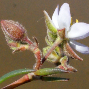 Photographie n°295841 du taxon Spergularia media (L.) C.Presl [1826]