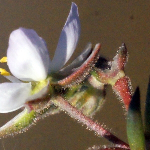 Photographie n°295842 du taxon Spergularia media (L.) C.Presl [1826]