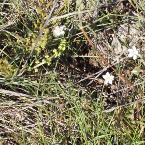 Photographie n°295848 du taxon Spergularia media (L.) C.Presl [1826]