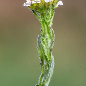 Photographie n°295852 du taxon Lepidium campestre (L.) R.Br. [1812]