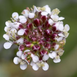 Photographie n°295854 du taxon Lepidium campestre (L.) R.Br. [1812]