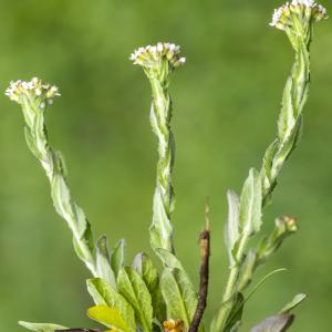 Photographie n°295855 du taxon Lepidium campestre (L.) R.Br. [1812]