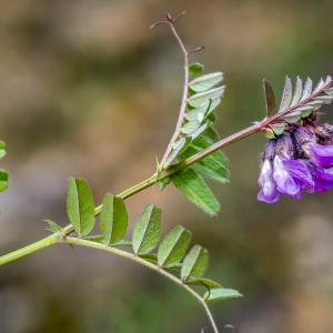 Photographie n°295888 du taxon Vicia sepium L. [1753]