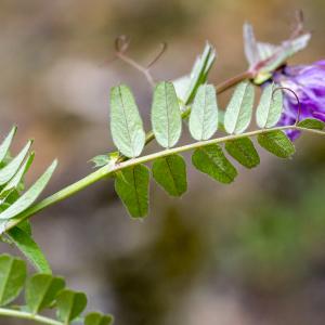 Photographie n°295889 du taxon Vicia sepium L. [1753]