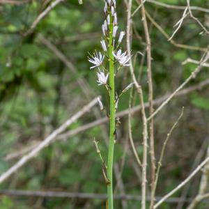 Photographie n°295910 du taxon Asphodelus albus Mill. [1768]